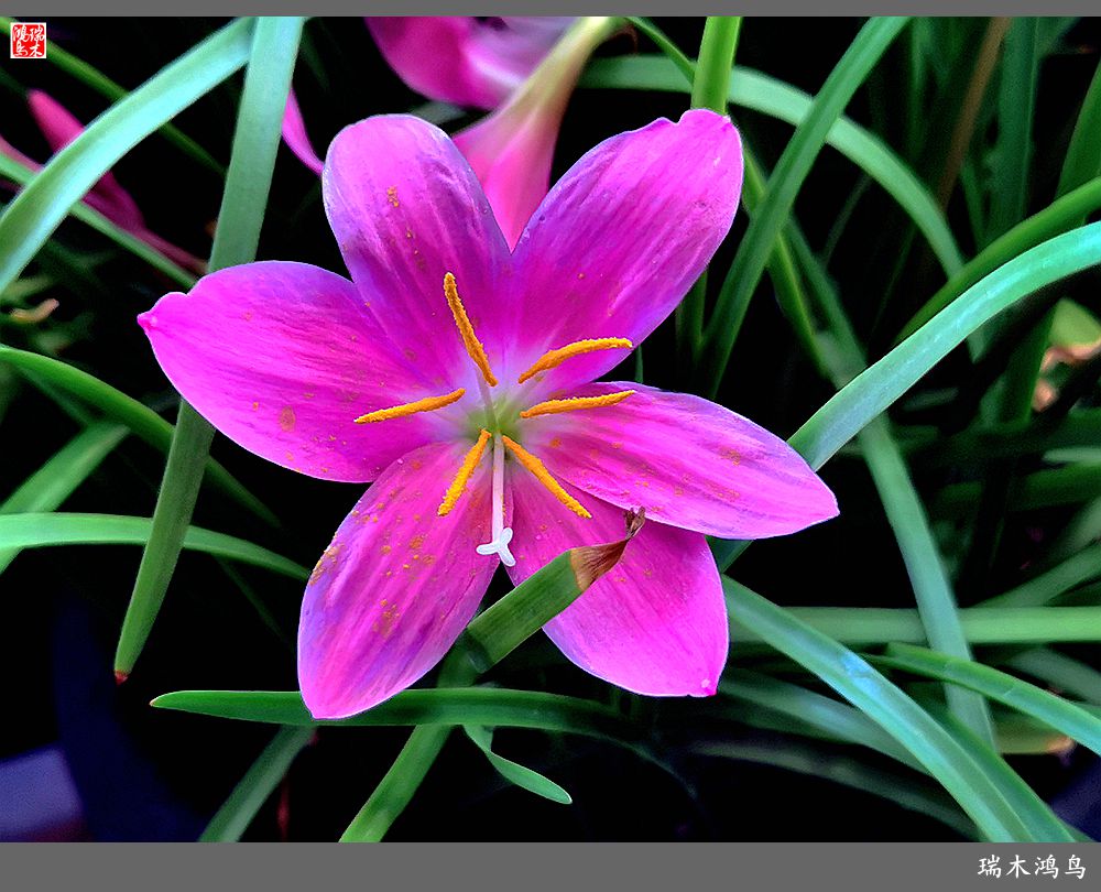 【2022之花季】49.平易近人的韭菜兰