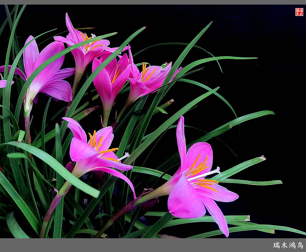 【2022之花季】49.平易近人的韭菜兰