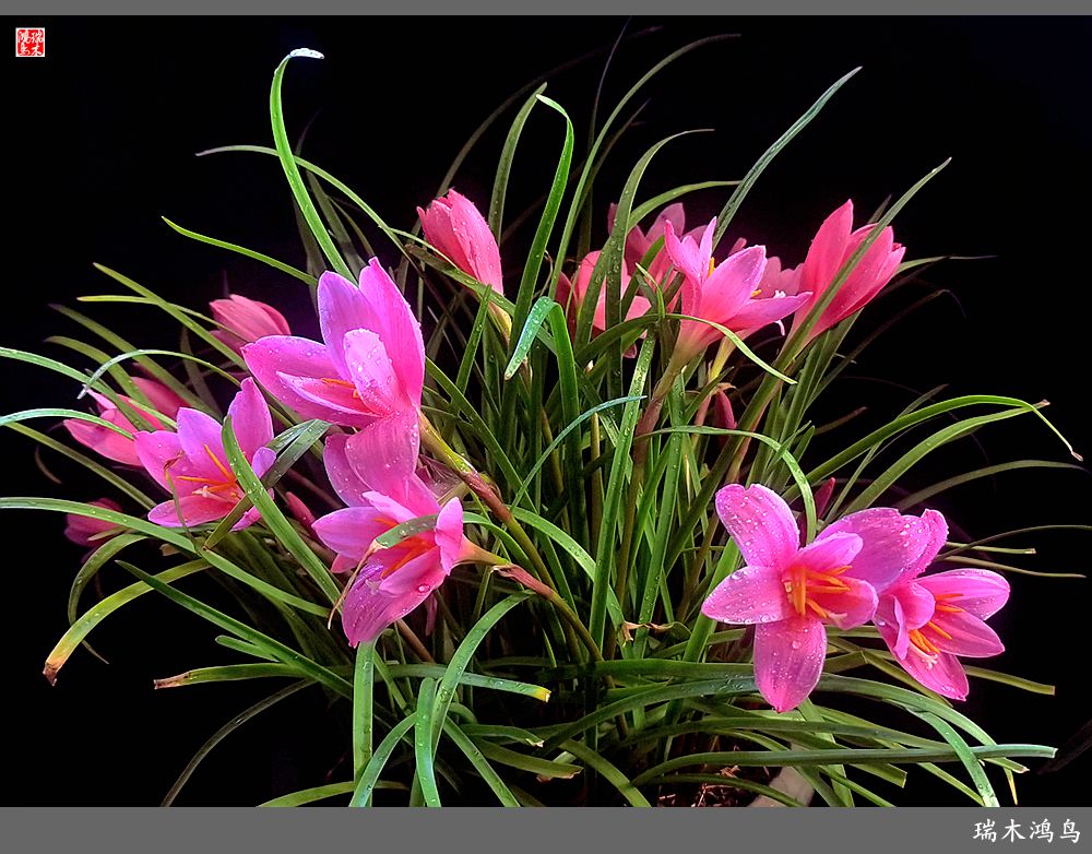 【2022之花季】49.平易近人的韭菜兰