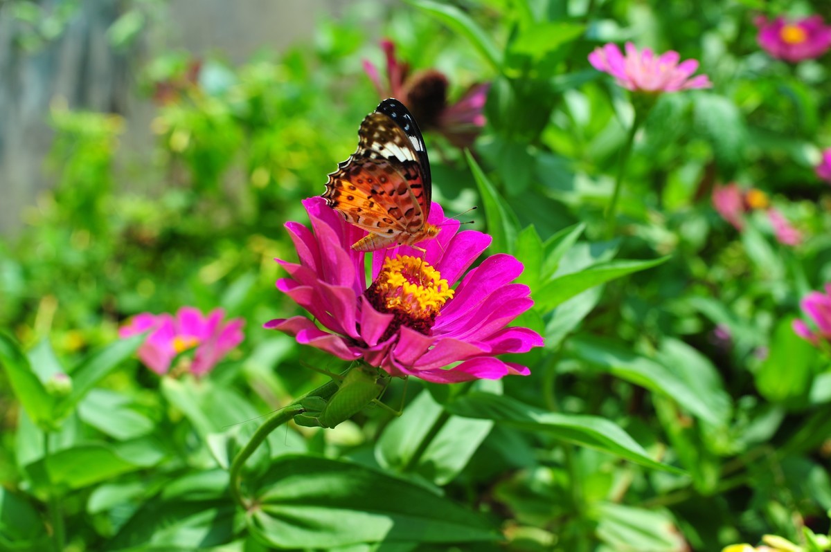 昆虫的世界怎么能少得了花