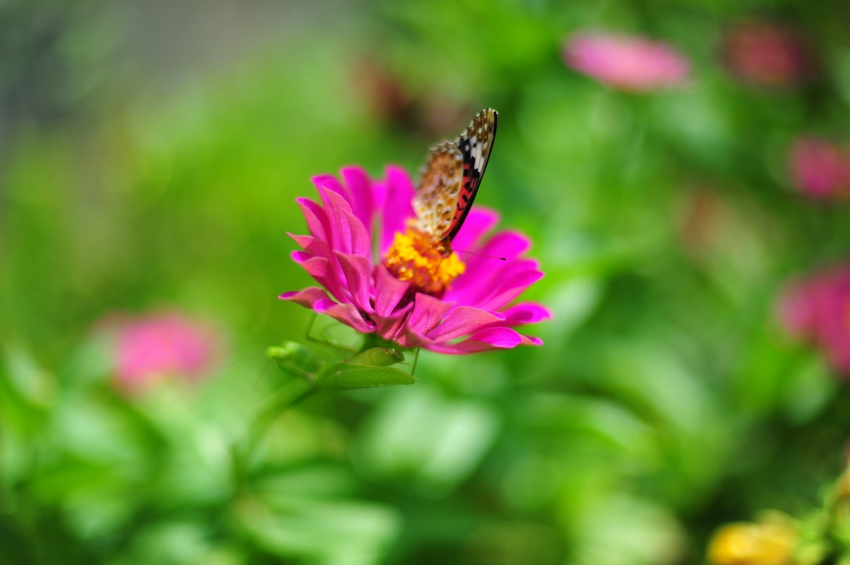昆虫的世界怎么能少得了花