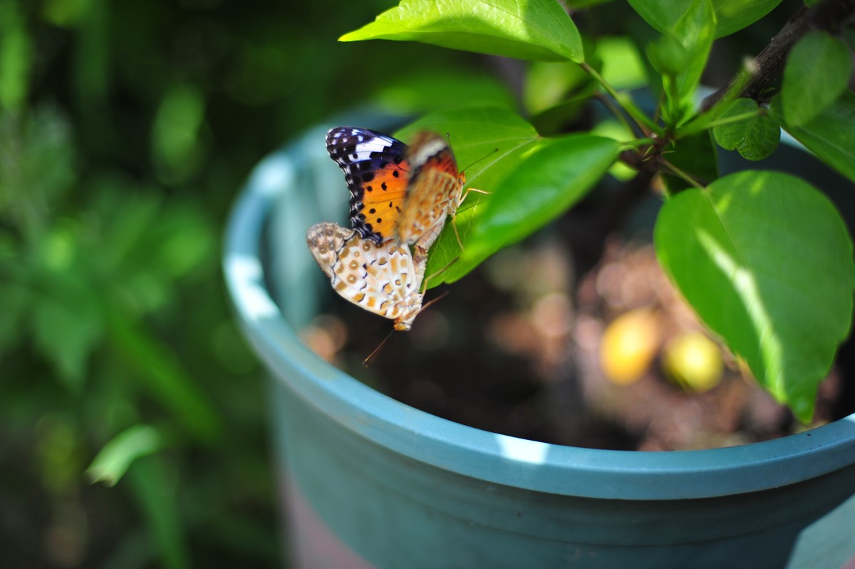 昆虫的世界怎么能少得了花