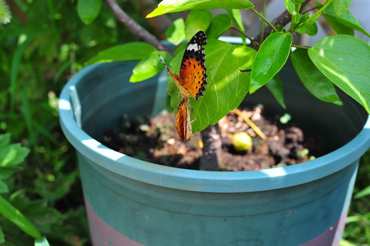 昆虫的世界怎么能少得了花
