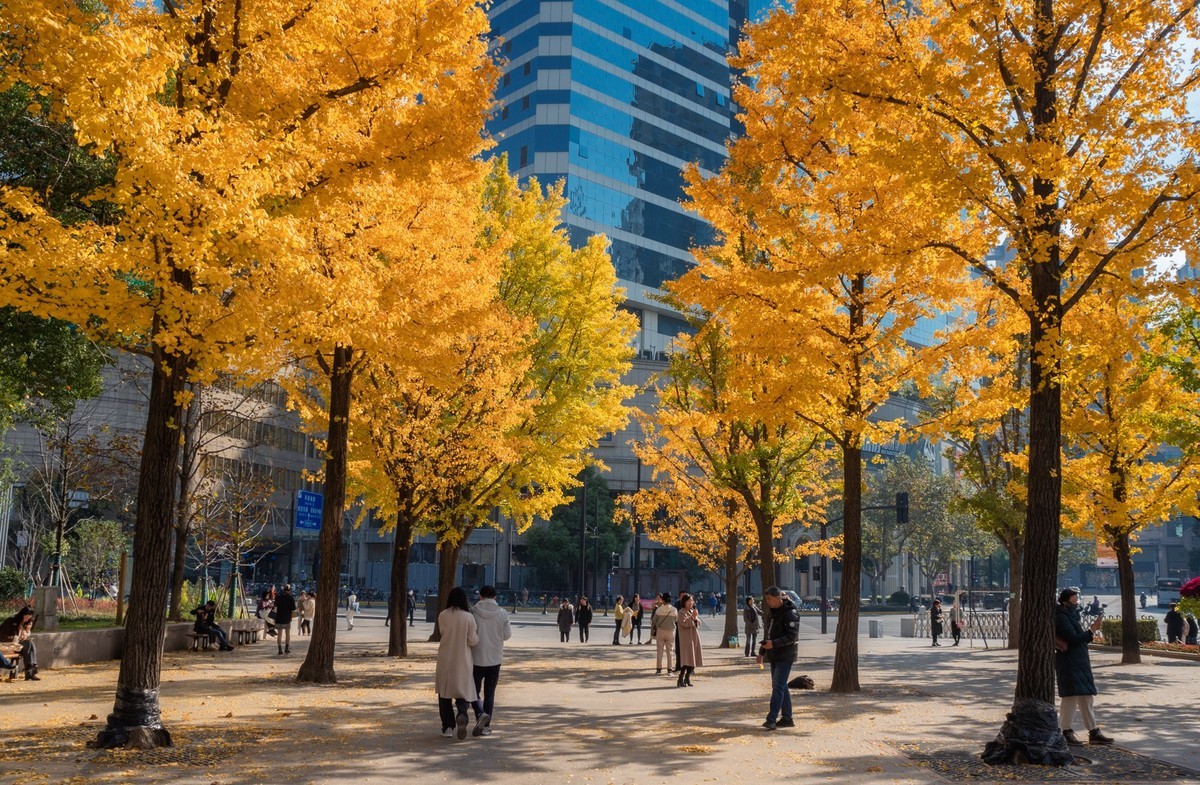 上海音乐厅旁的浪漫