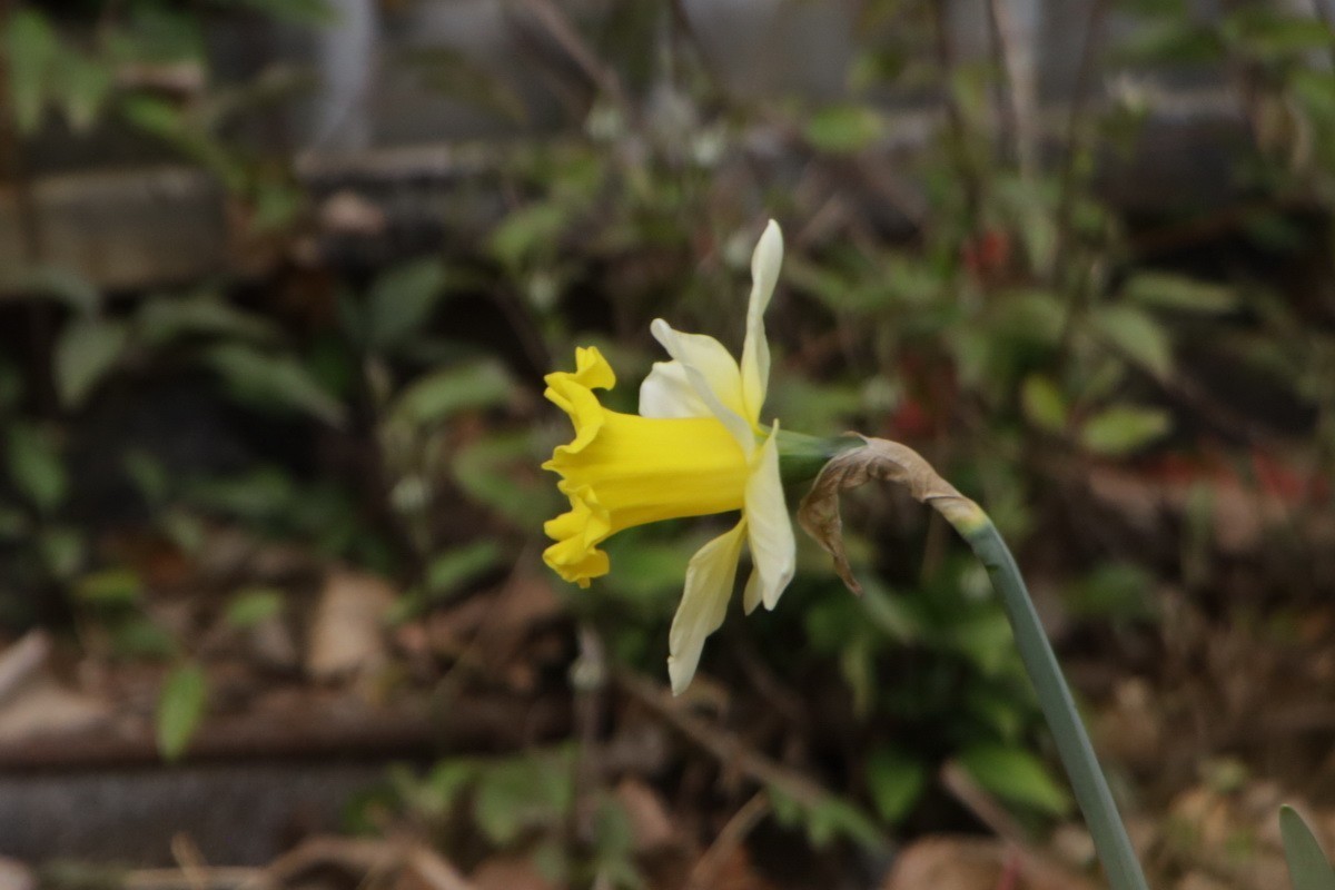 关东百花园（358）——水仙花