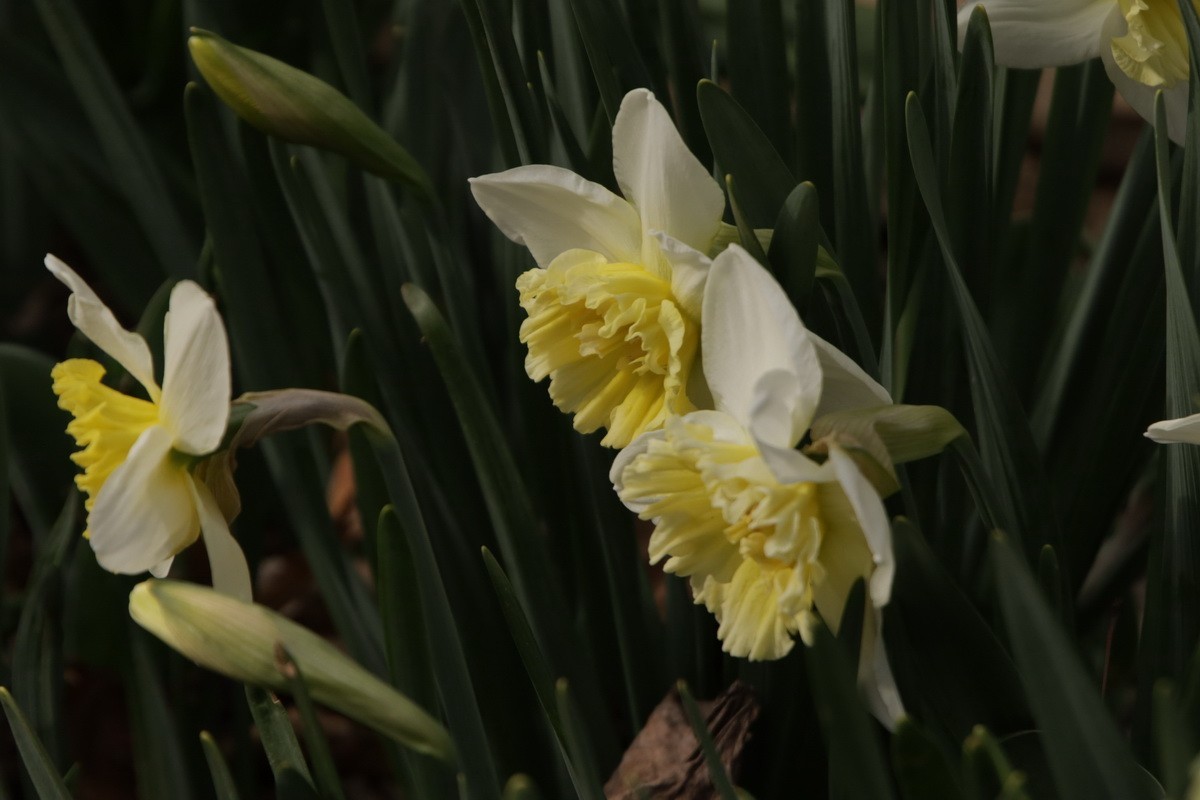 关东百花园（358）——水仙花
