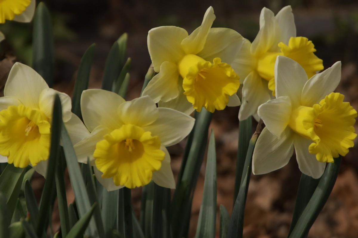 关东百花园（358）——水仙花