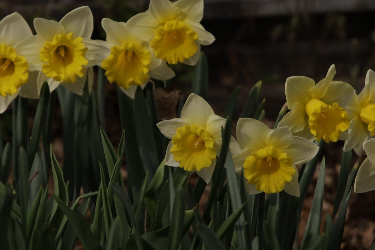 关东百花园（358）——水仙花