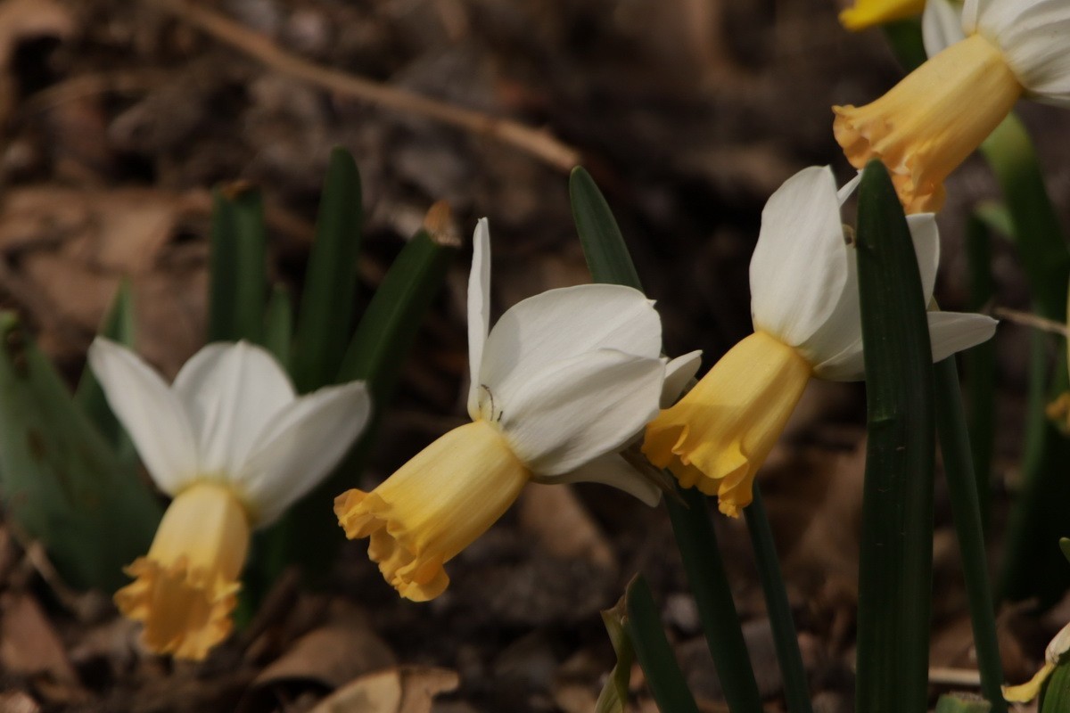 关东百花园（358）——水仙花
