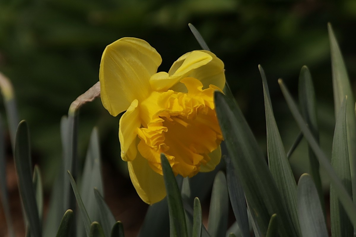 关东百花园（358）——水仙花