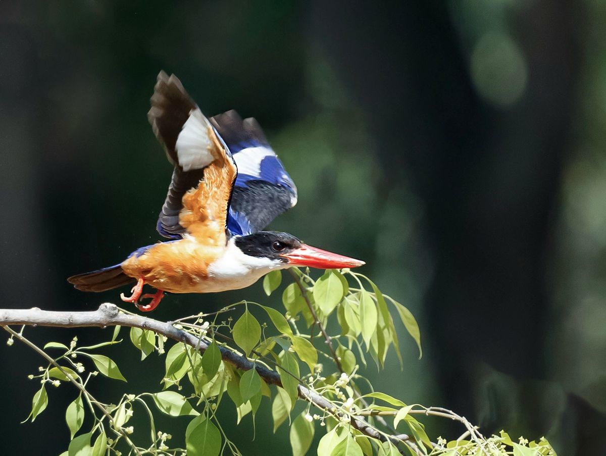 飞版蓝翡翠一组