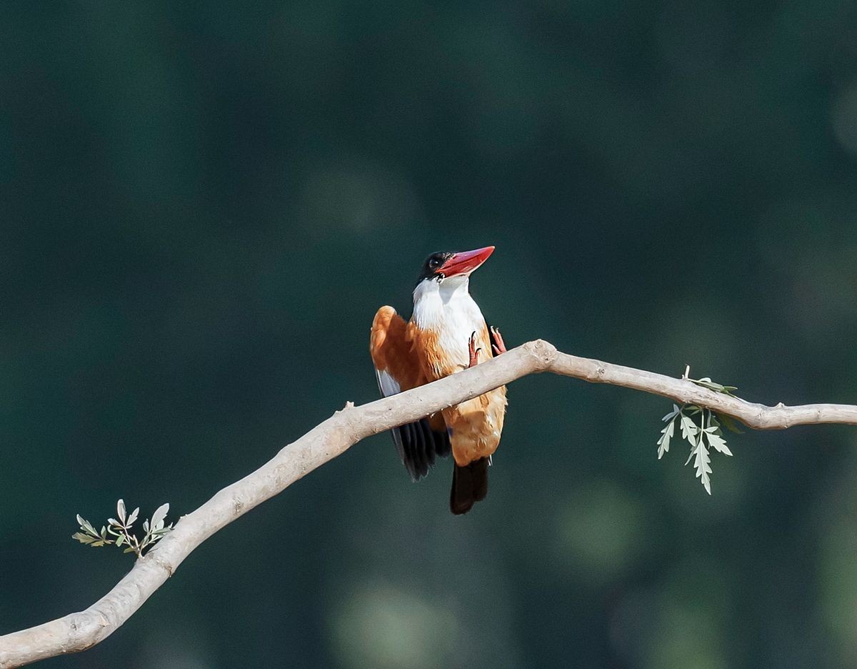 飞版蓝翡翠一组