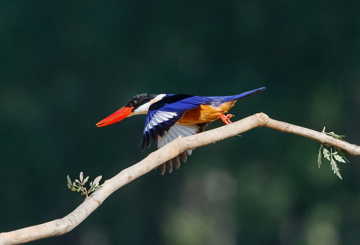 飞版蓝翡翠一组