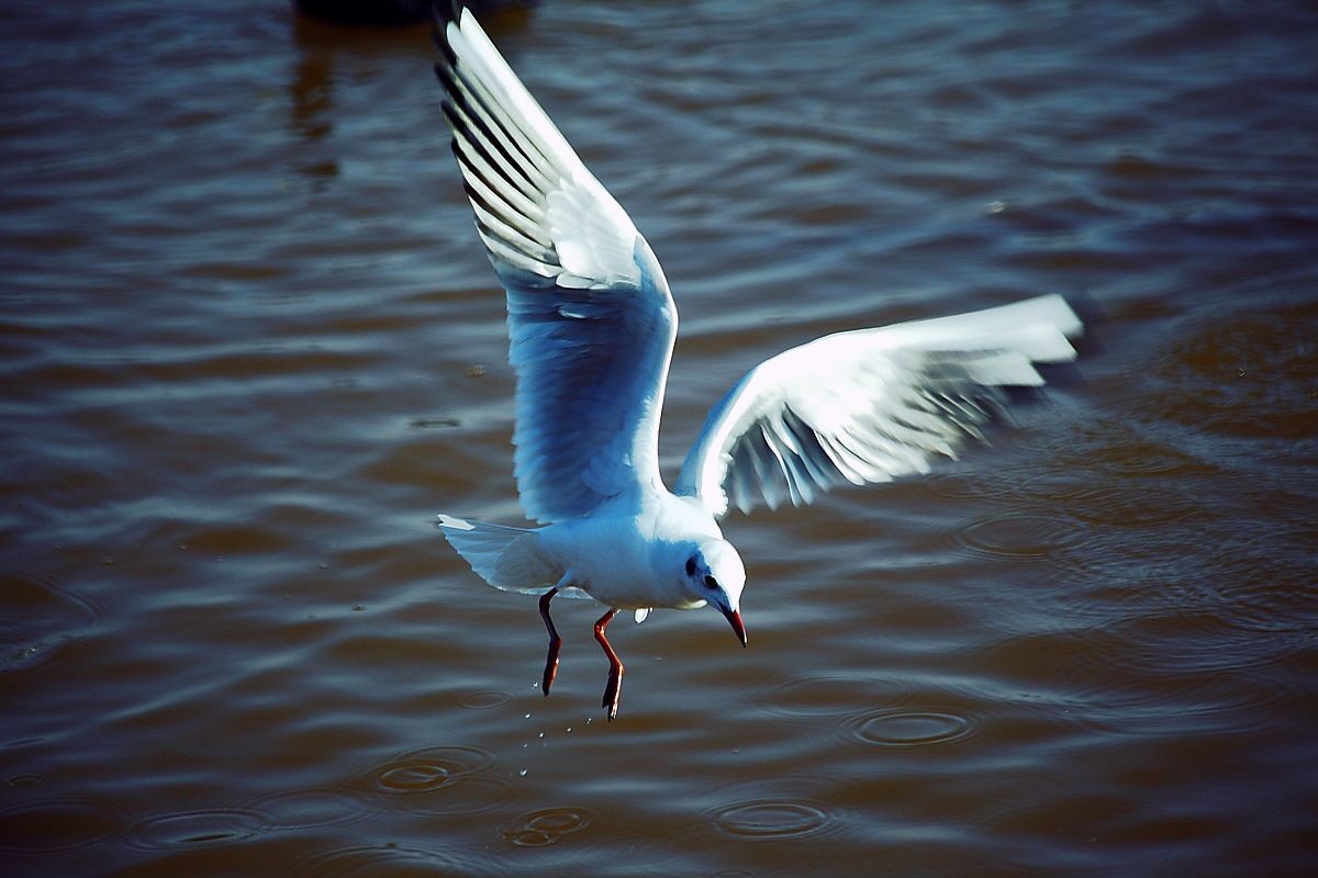游邛海（三）