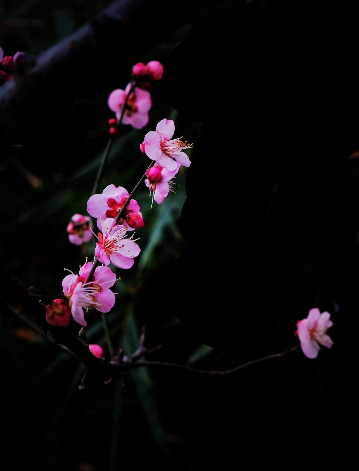 二月梅花