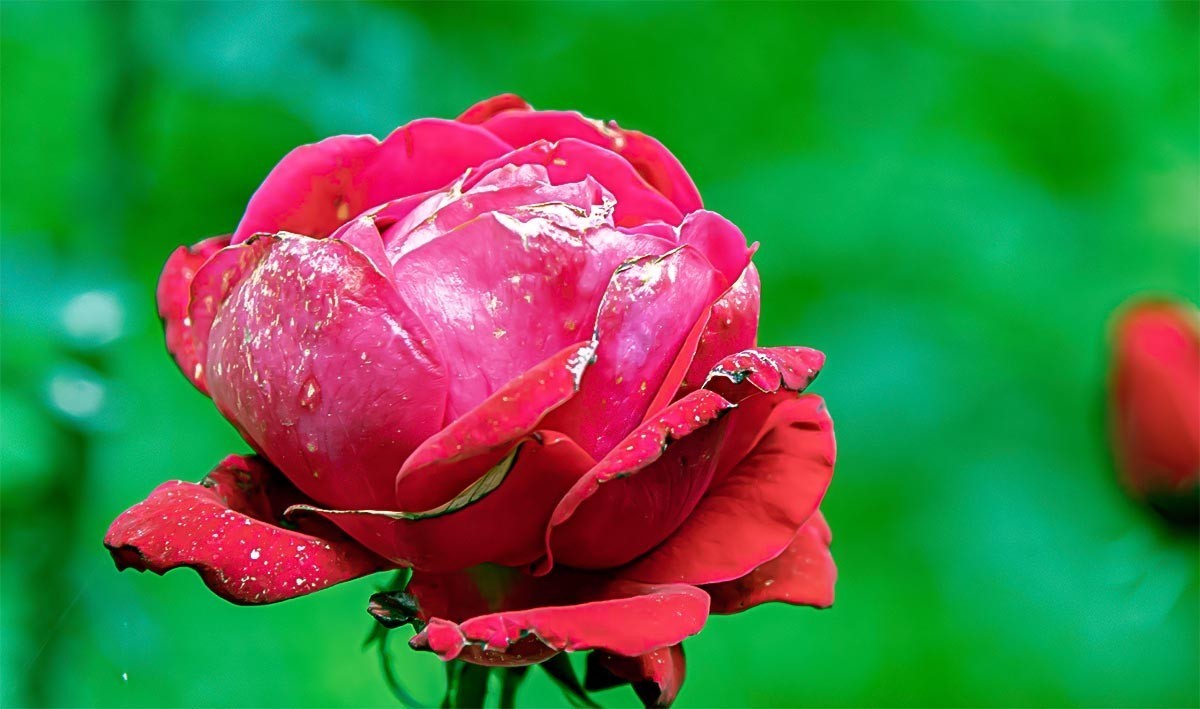 花                         卉