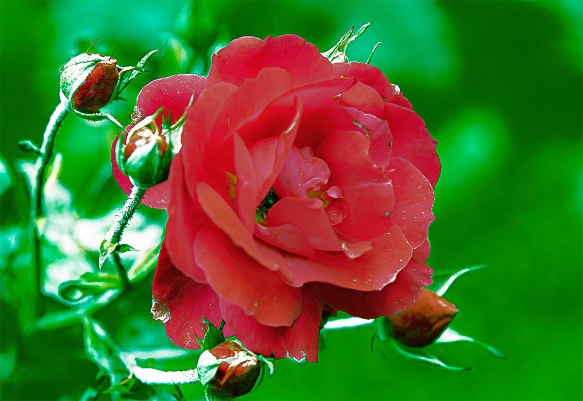 花                         卉