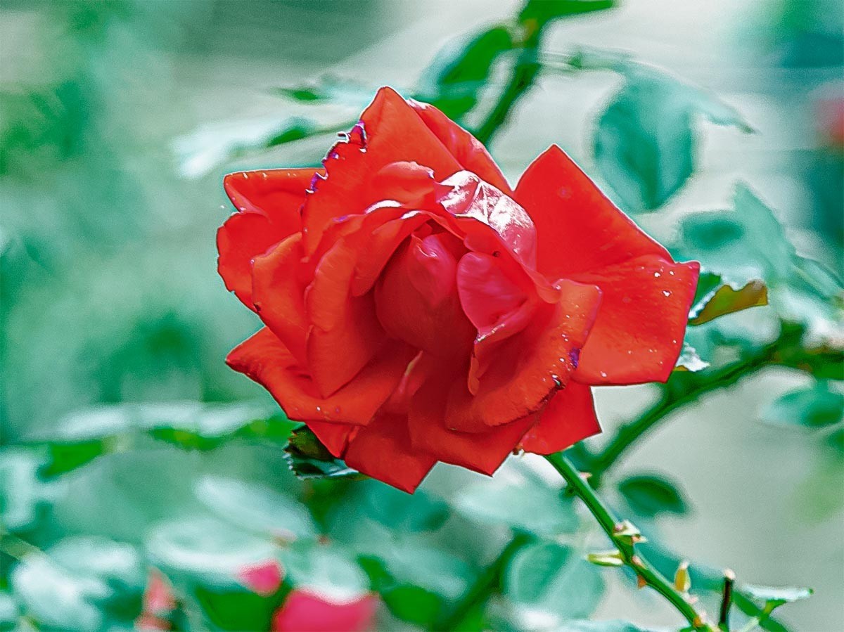 花                         卉