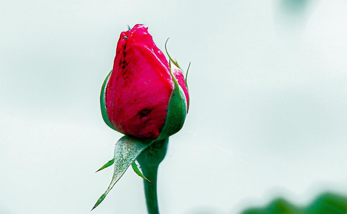 花                         卉