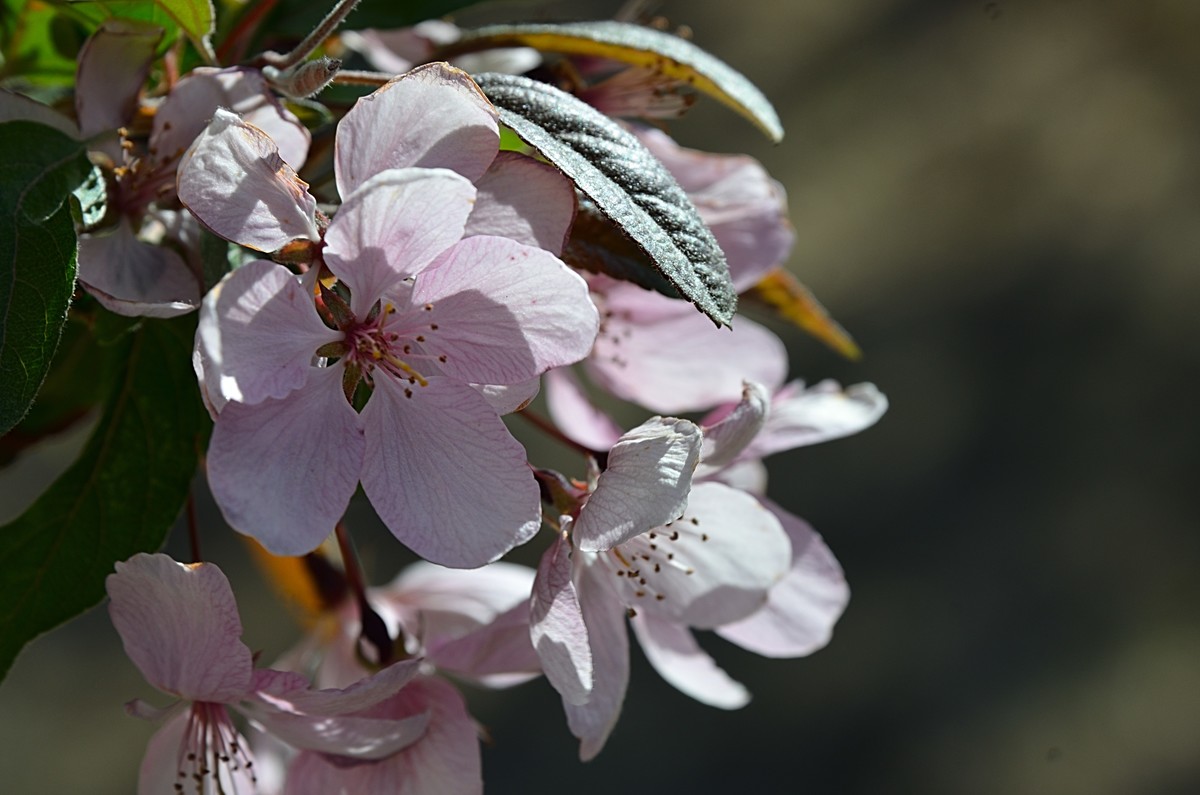 2025海棠花（19）