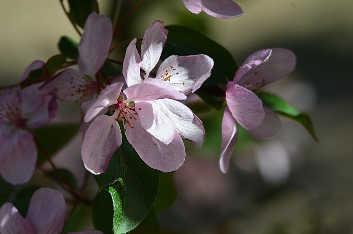 2025海棠花（19）