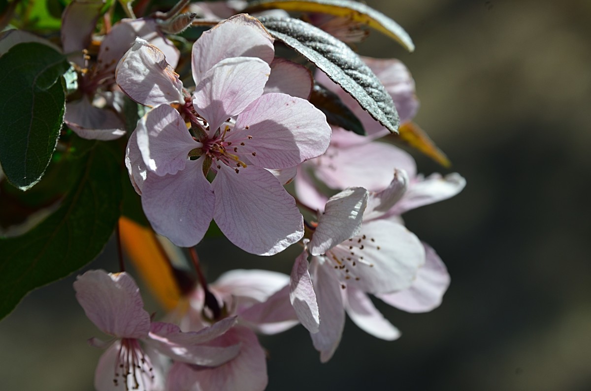 2025海棠花（19）