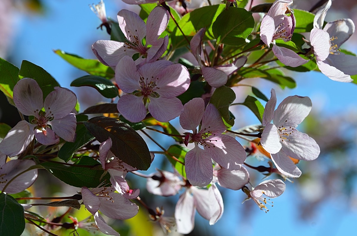 2025海棠花（19）