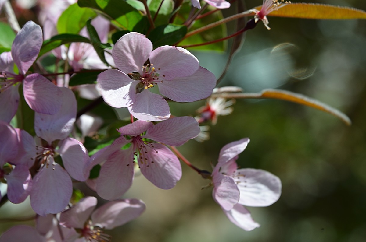2025海棠花（19）