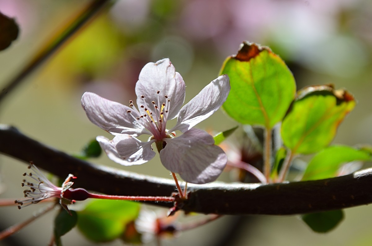 2025海棠花（19）