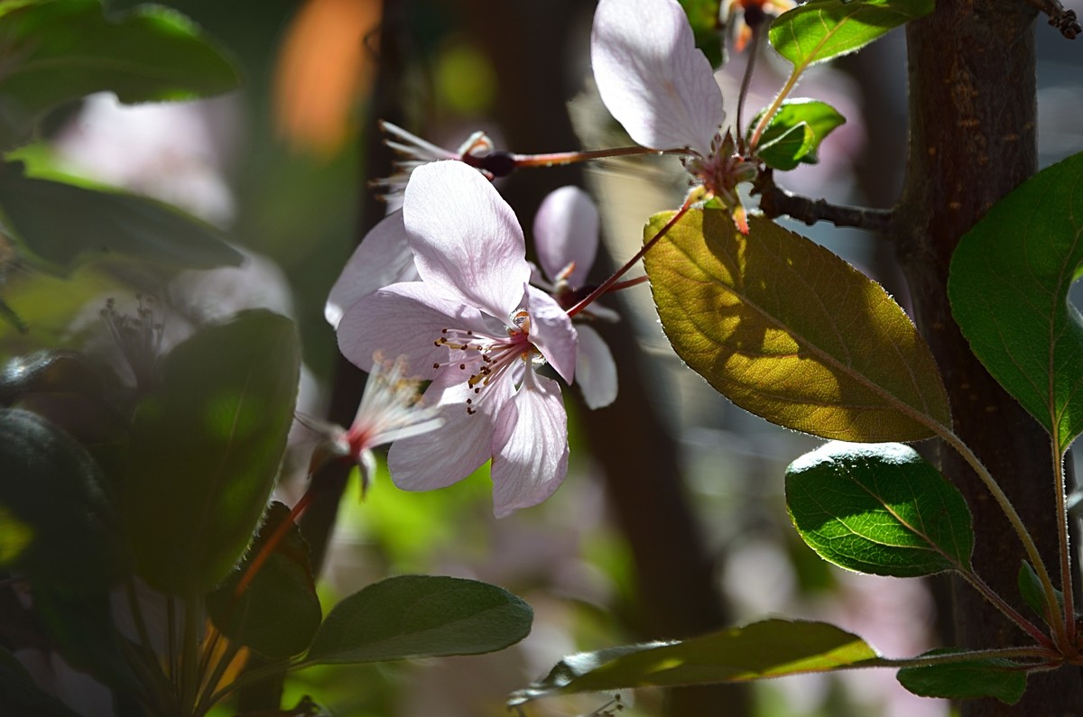 2025海棠花（19）