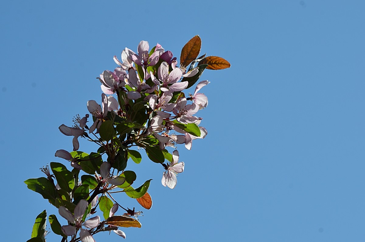 2025海棠花（19）