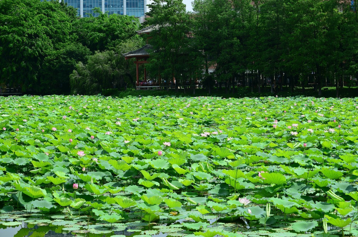 罗冲围公园。