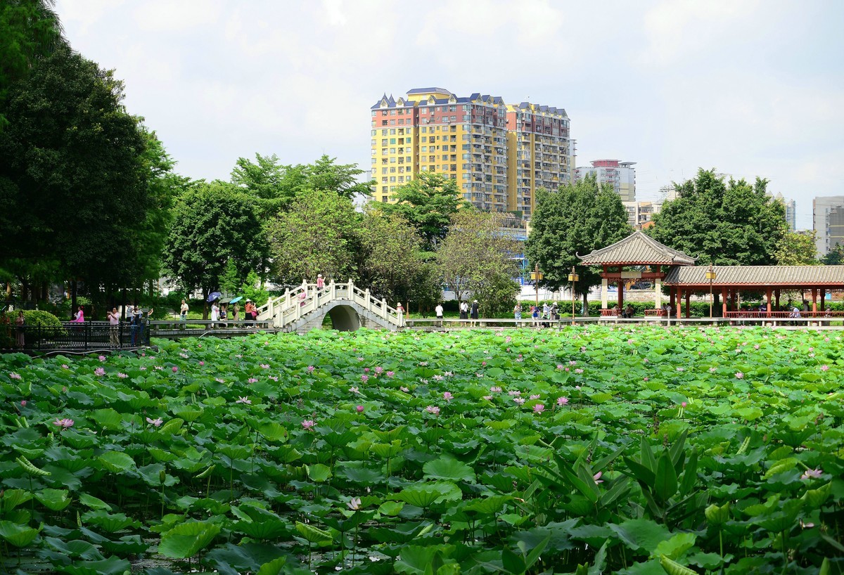 罗冲围公园。