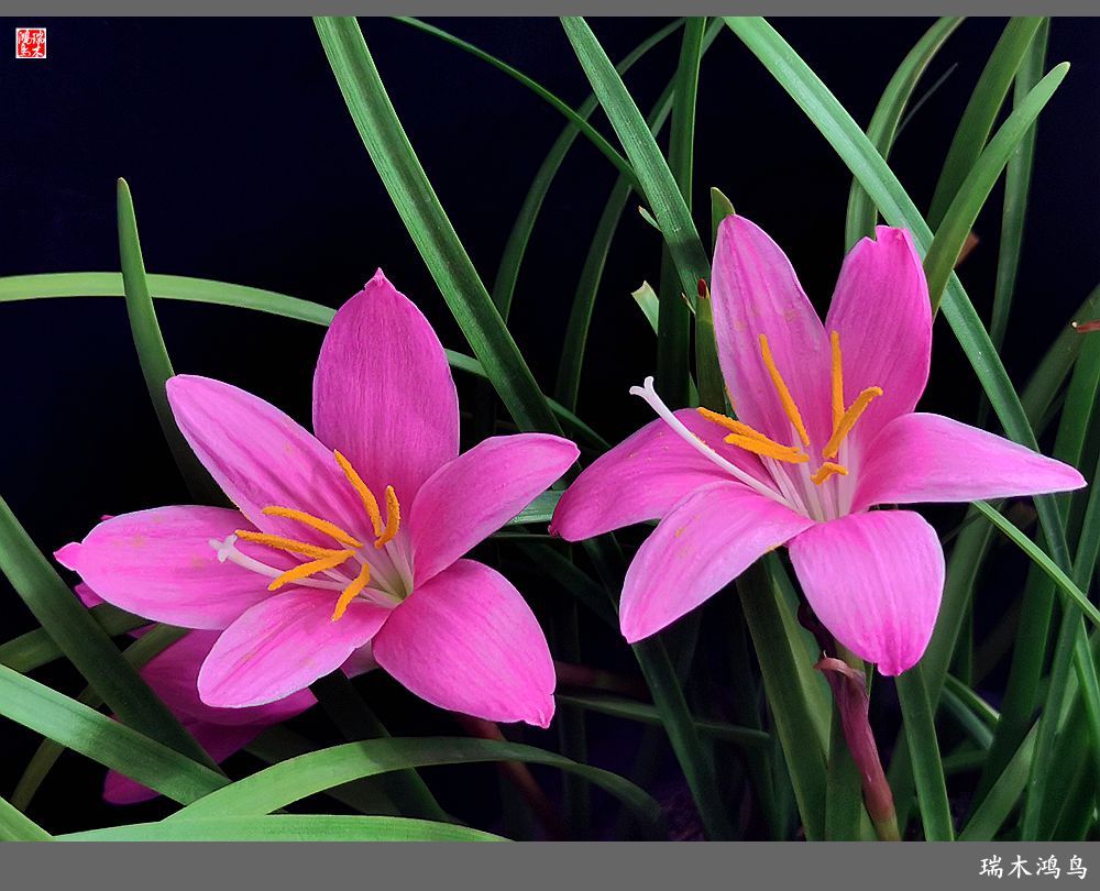 【2022之花季】49.平易近人的韭菜兰