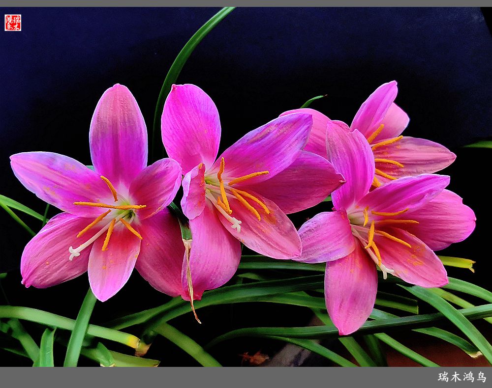 【2022之花季】49.平易近人的韭菜兰