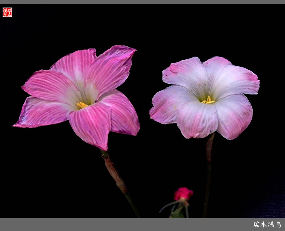 【2022之花季】49.平易近人的韭菜兰