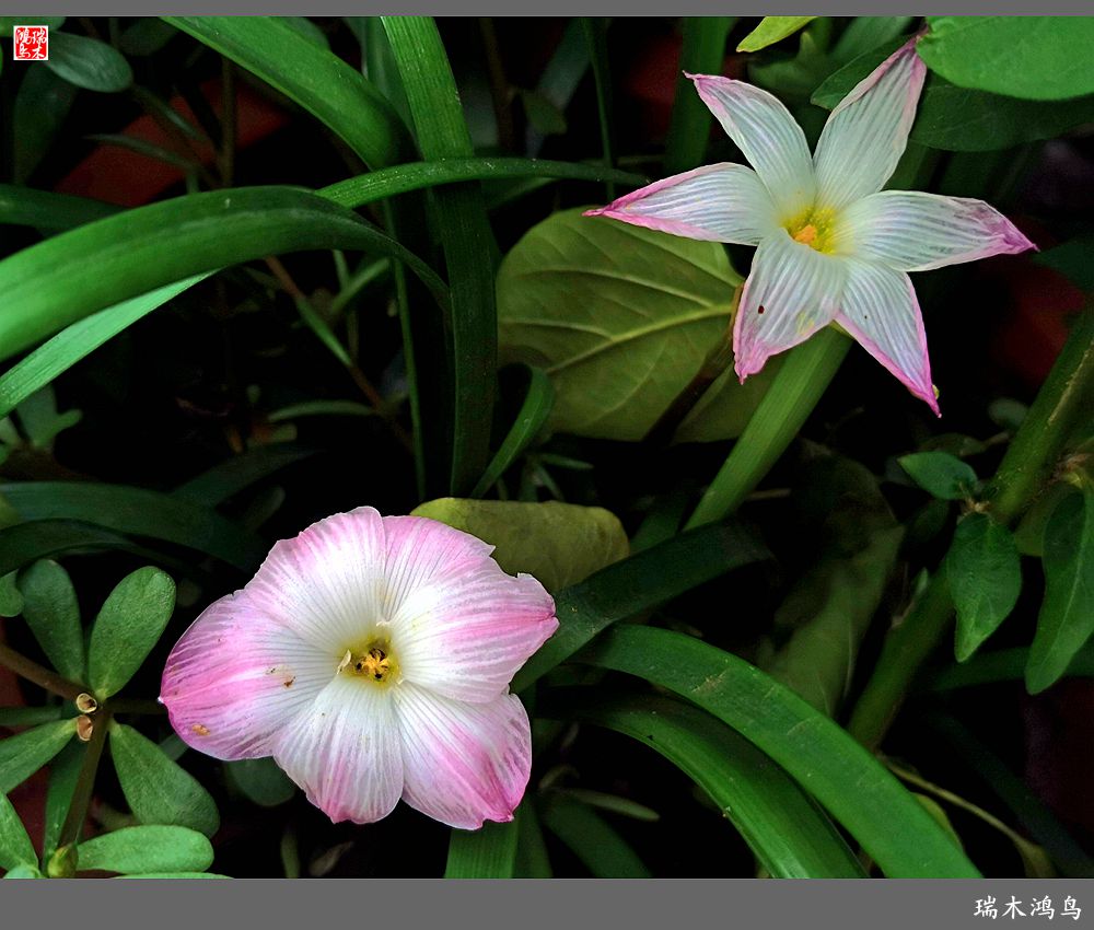 【2022之花季】49.平易近人的韭菜兰