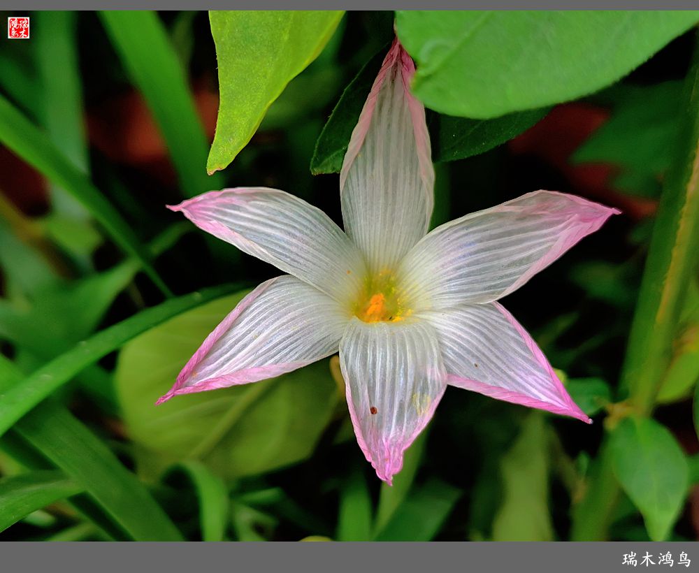 【2022之花季】49.平易近人的韭菜兰