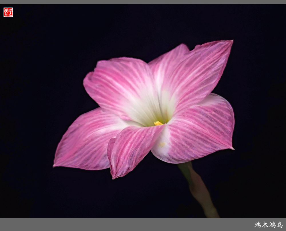 【2022之花季】49.平易近人的韭菜兰