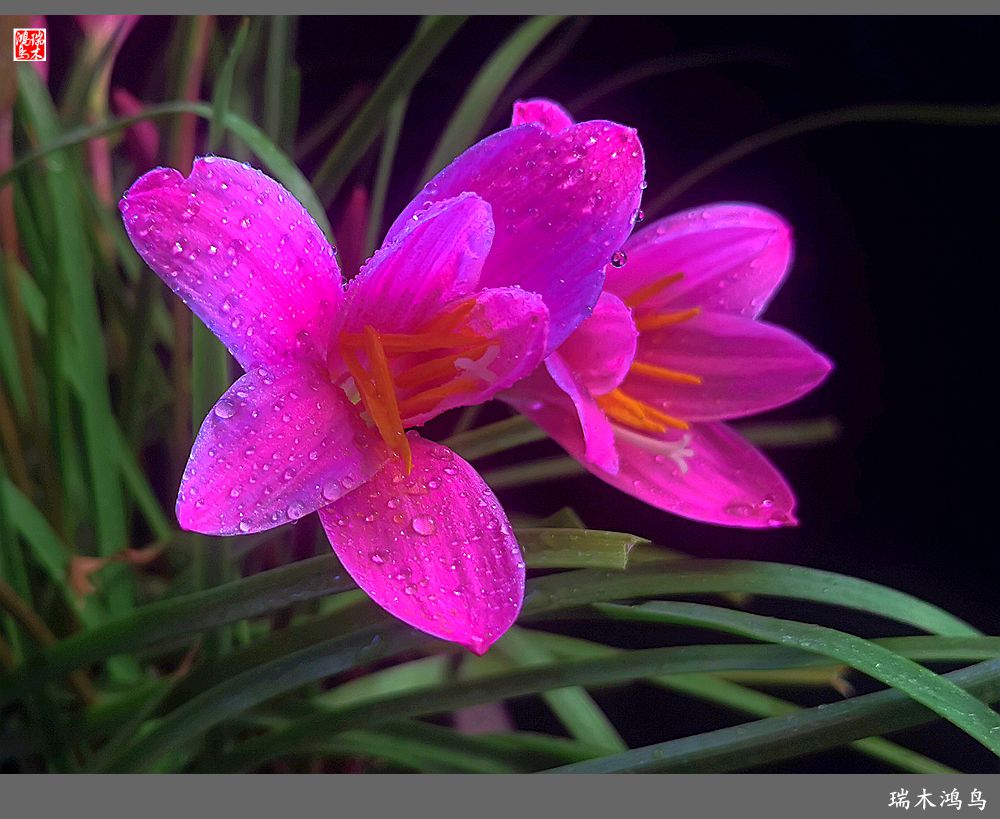 【2022之花季】49.平易近人的韭菜兰