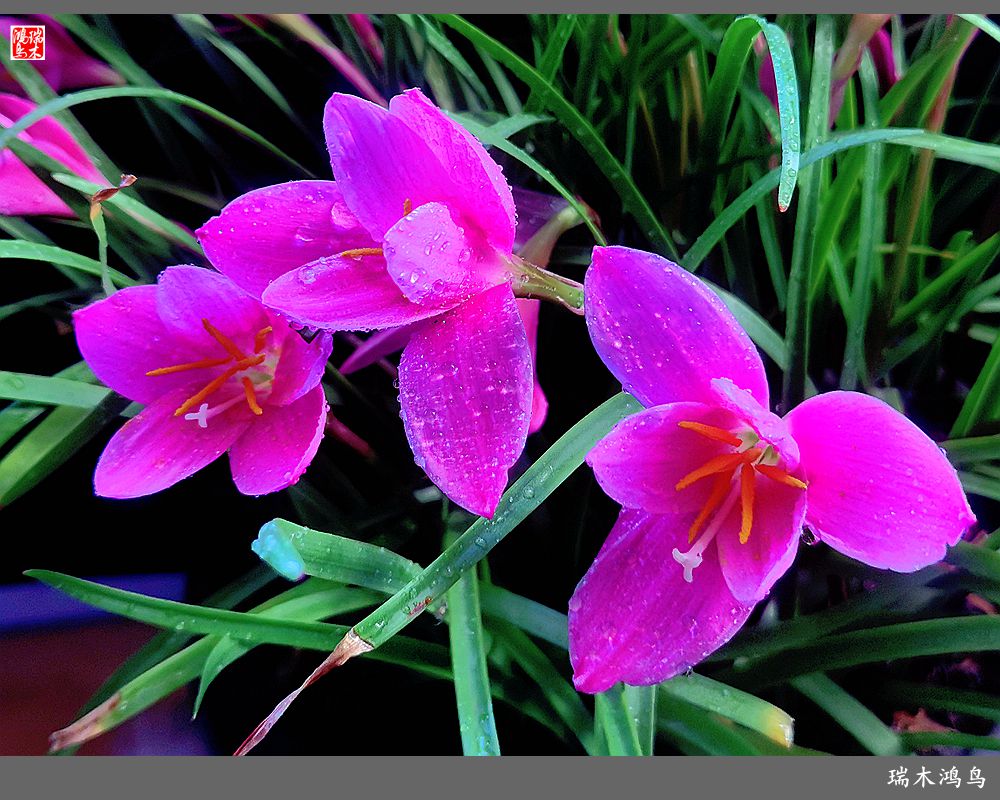 【2022之花季】49.平易近人的韭菜兰