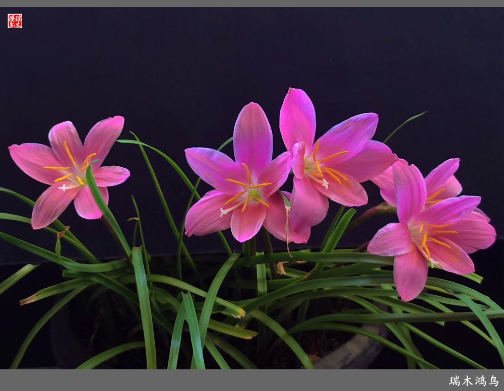 【2022之花季】49.平易近人的韭菜兰