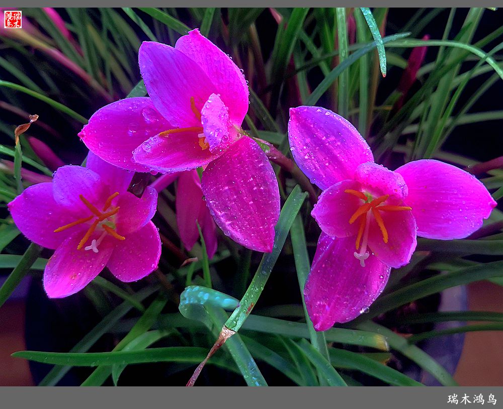 【2022之花季】49.平易近人的韭菜兰