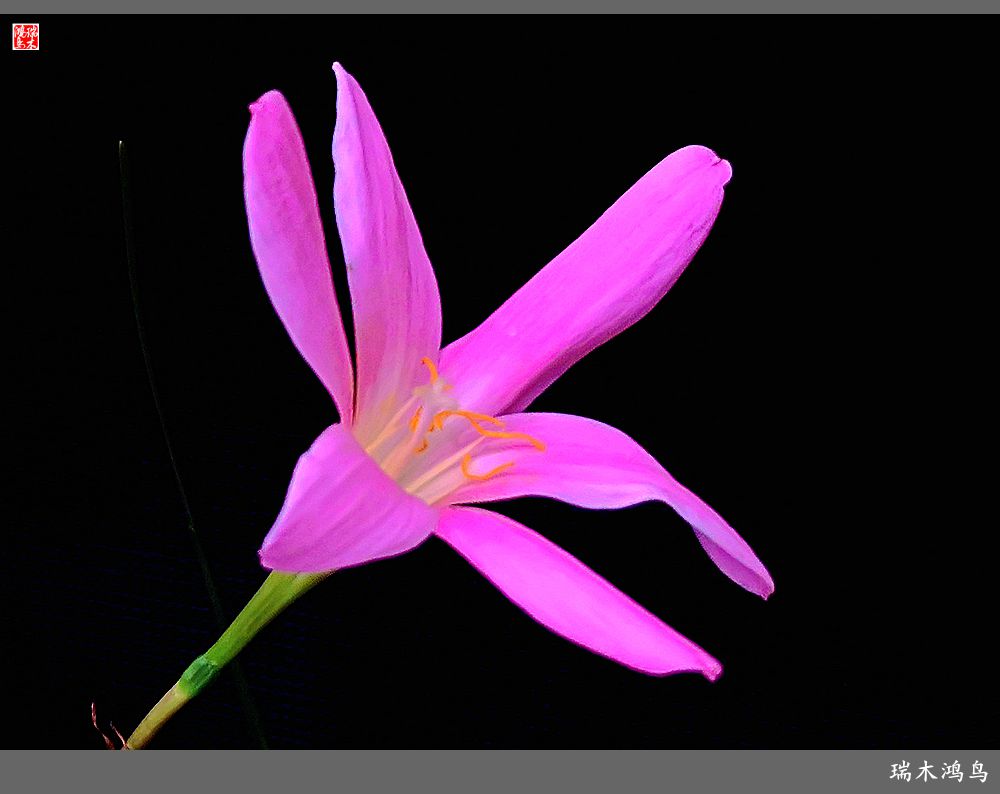 【2022之花季】49.平易近人的韭菜兰