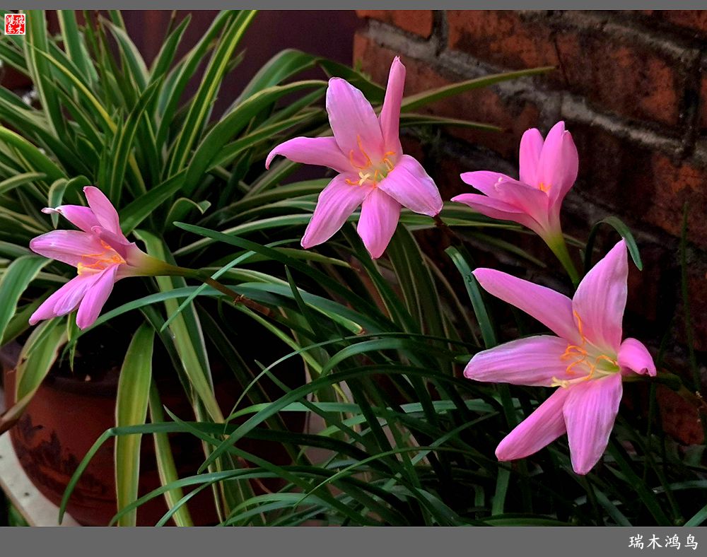 【2022之花季】49.平易近人的韭菜兰