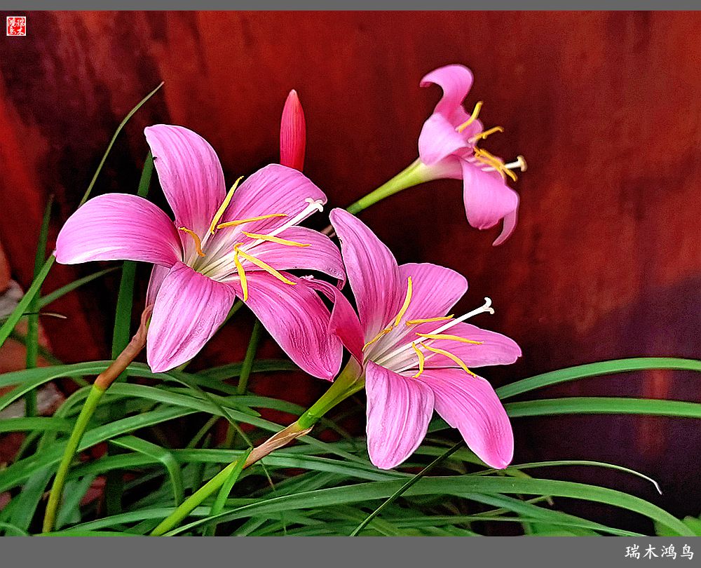 【2022之花季】49.平易近人的韭菜兰