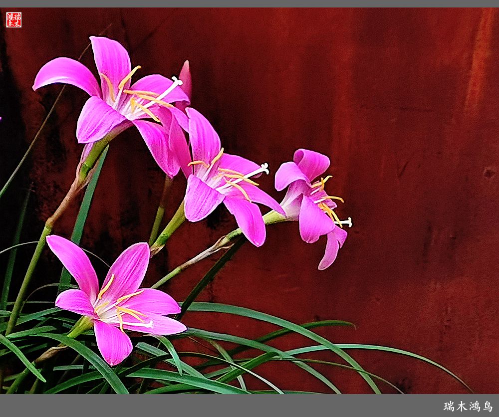 【2022之花季】49.平易近人的韭菜兰