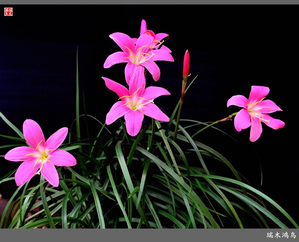 【2022之花季】49.平易近人的韭菜兰