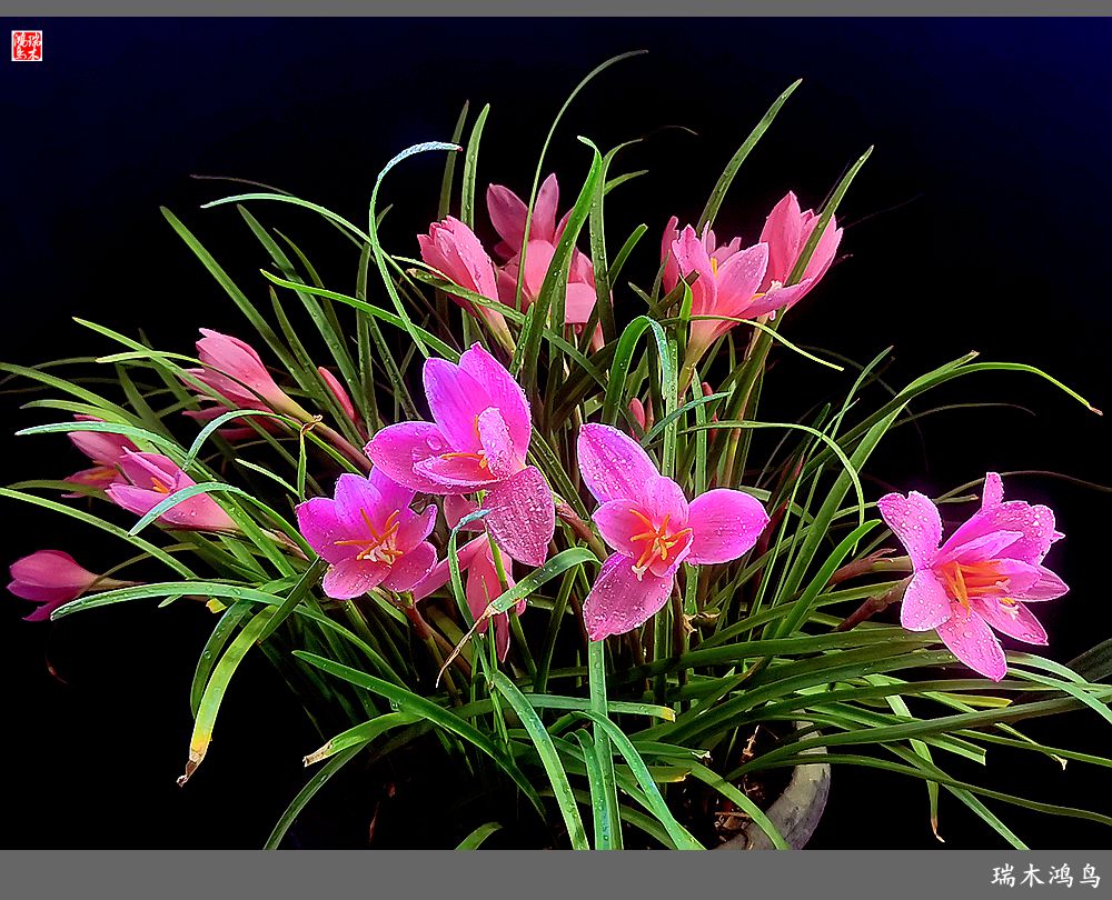 【2022之花季】49.平易近人的韭菜兰