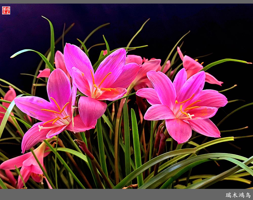 【2022之花季】49.平易近人的韭菜兰